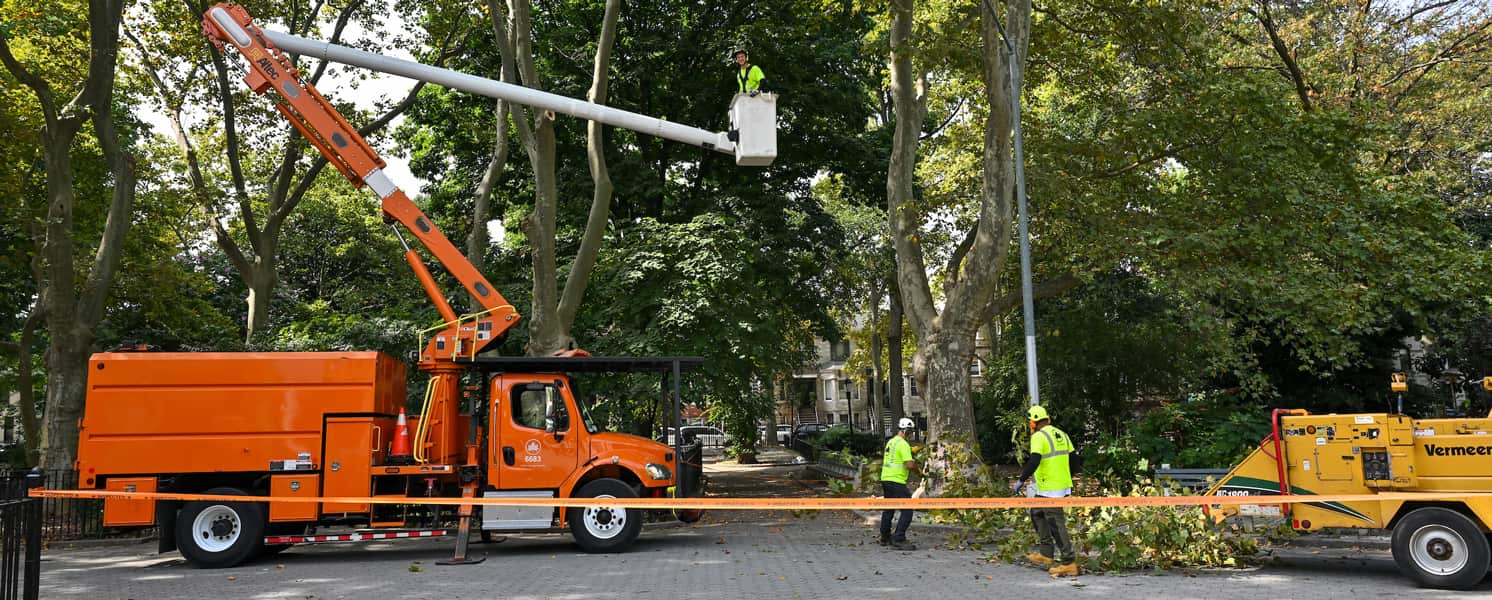 Hernandez Tree Experts